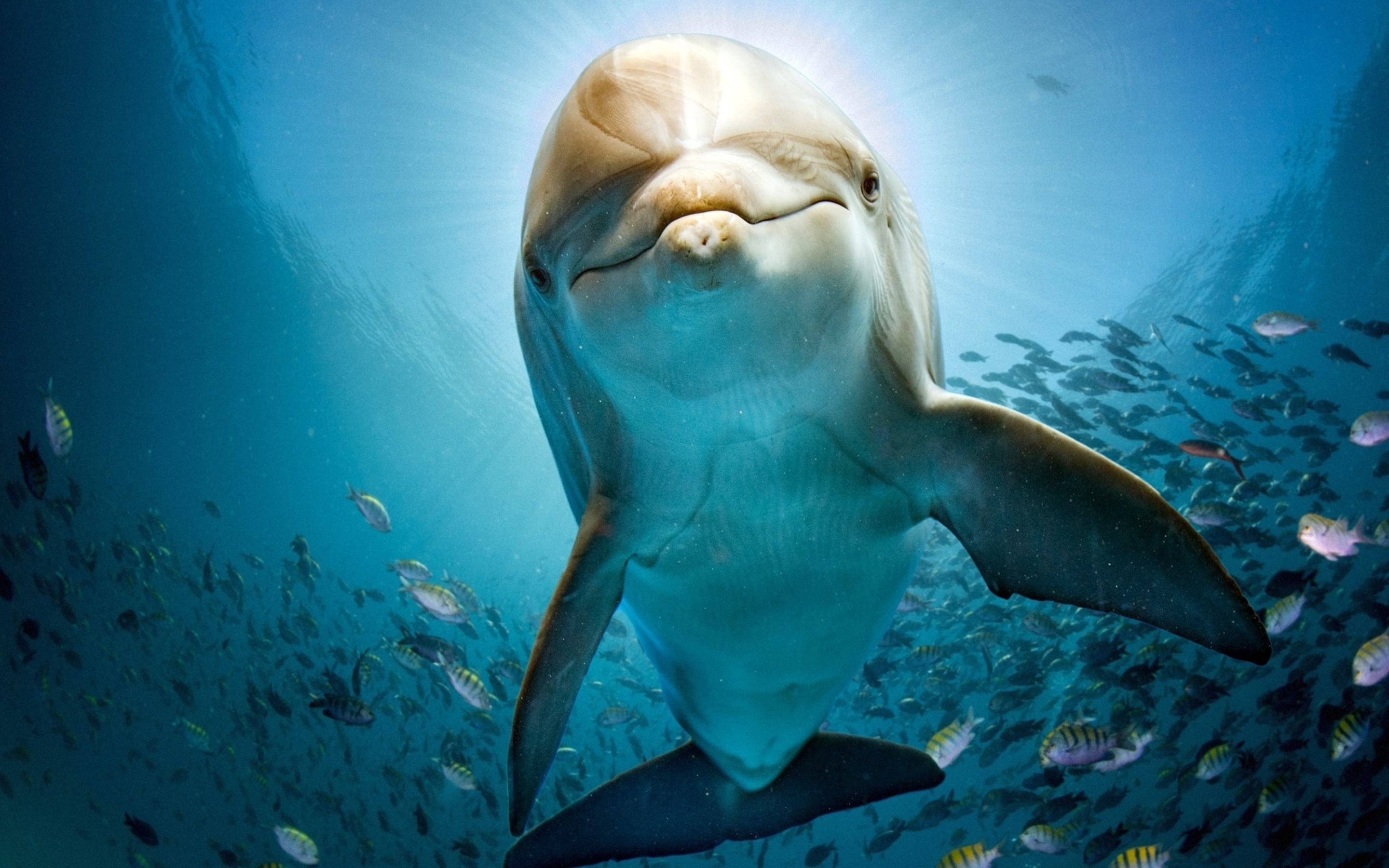 Dolphin